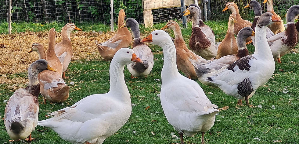 Enten