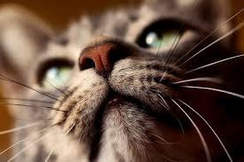 ESTRÉS EN GATOS. NO LO IGNORES.