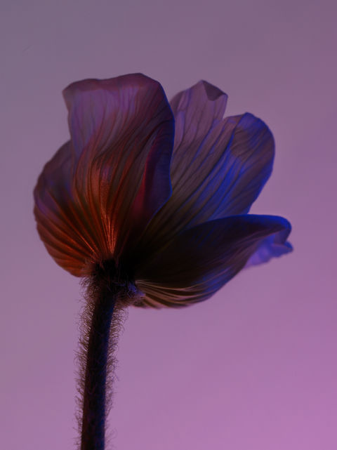 Fleur rétroéclairée aux pétales translucides rouges et bleus sur fond rose-violet, par Clement Halborn.