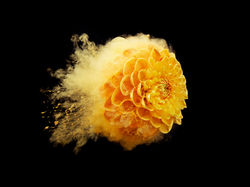 JellyFlowers Clement Halborn