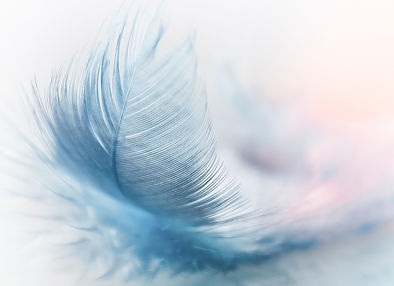 feather-3010848_1920.jpg