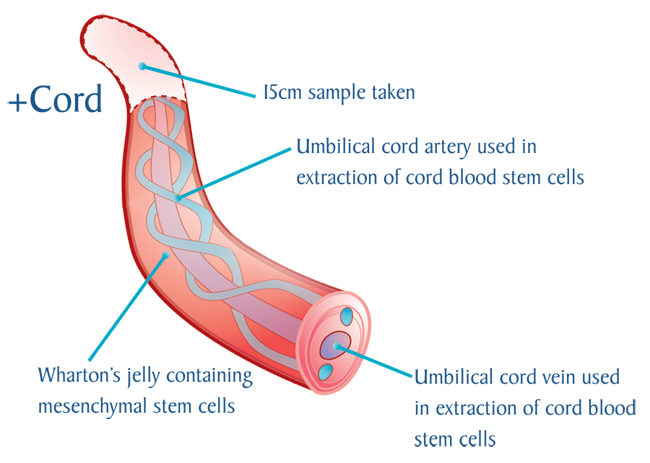 Where Do We Get Adult Stem Cells  Boston Childrens Hospital
