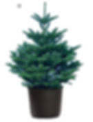 Pot Grown Noble Fir - Living Potted/Rooted