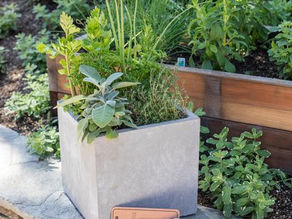 Your guide to Choosing the Right type of Pot for your Plants