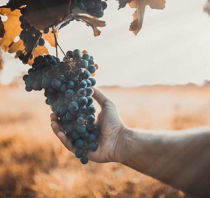 hand-touches-the-grapes-for-the-harvest-2025-03-07-06-20-55-utc (1).jpg