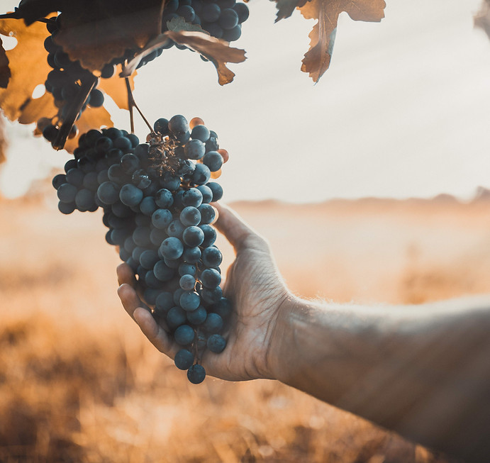 hand-touches-the-grapes-for-the-harvest-2025-03-07-06-20-55-utc (1).jpg