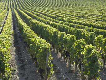“Planting Between the Rows”