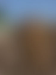 Сапери Муніципальної варти обстежують Забуччя після нічної атаки