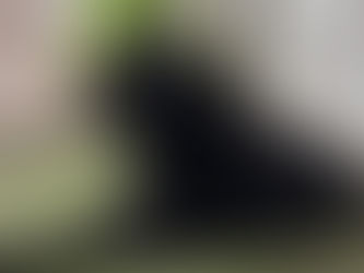 La historia de Blacky: una segunda oportunidad para una perrita valiente
