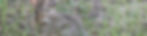 Cottontail _0770.jpg