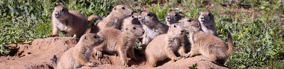 Prarie Dog Babies 4E6A4893-Edit copy.jpg