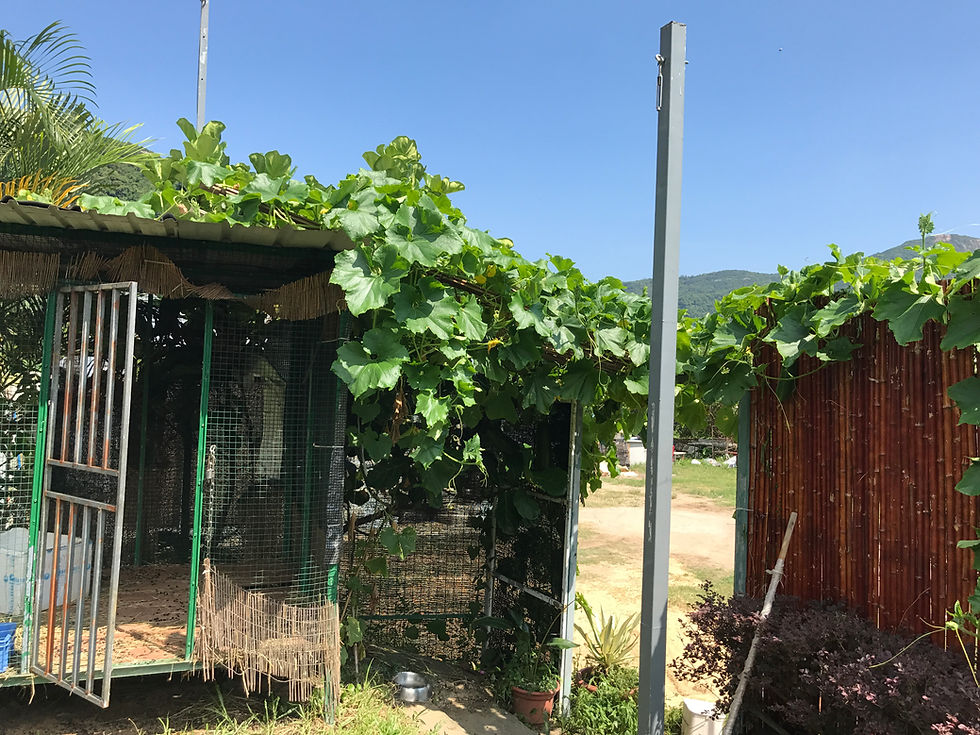 為什麼甚麼都沒做,會有這麼大的瓜?