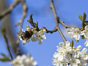 Signs of Spring