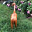 Thumbnail: African Giraffe Trinket Wooden statue Retro Ornament 1970's Draw Tummy Hand Made