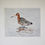 Thumbnail: Black-tailed Godwit