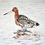 Thumbnail: Black-tailed Godwit