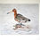 Thumbnail: Black-tailed Godwit