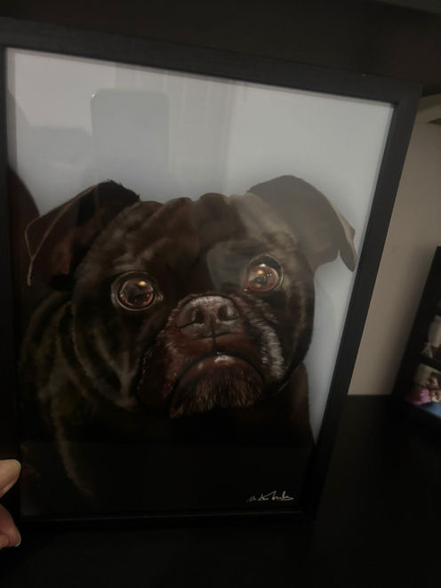 Portrait of Rocky framed at home