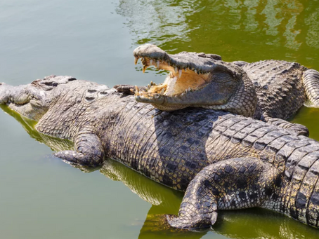 Crocodiles: Facts and photos of some of the toothiest reptiles