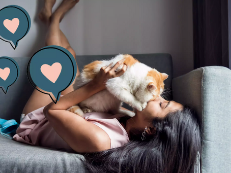 Ways to Show Your Cat How Much You Love Them This Valentine's Day