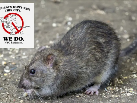 NYC Sanitation Department unveils viral vermin T-shirt – and it’s $48