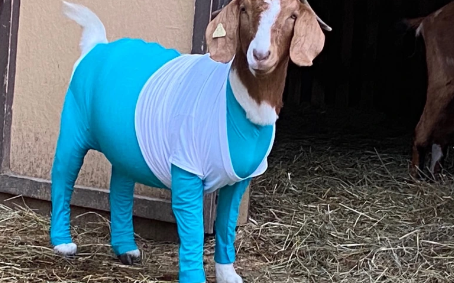 Adorable goat in onesie needs a home