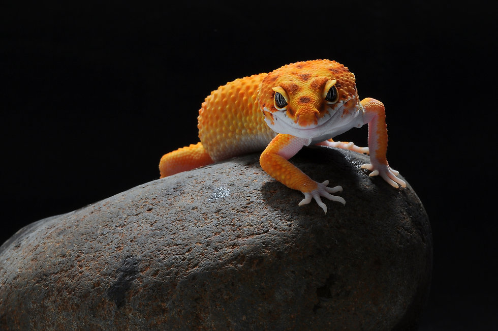 AdobeStock_223810606.jpeg
