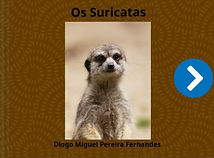 suricata.jpg