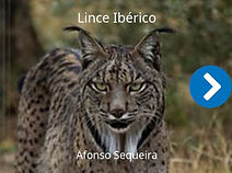 lince.jpg