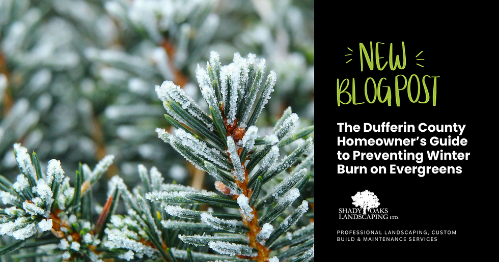winter burn evergreens Dufferin County