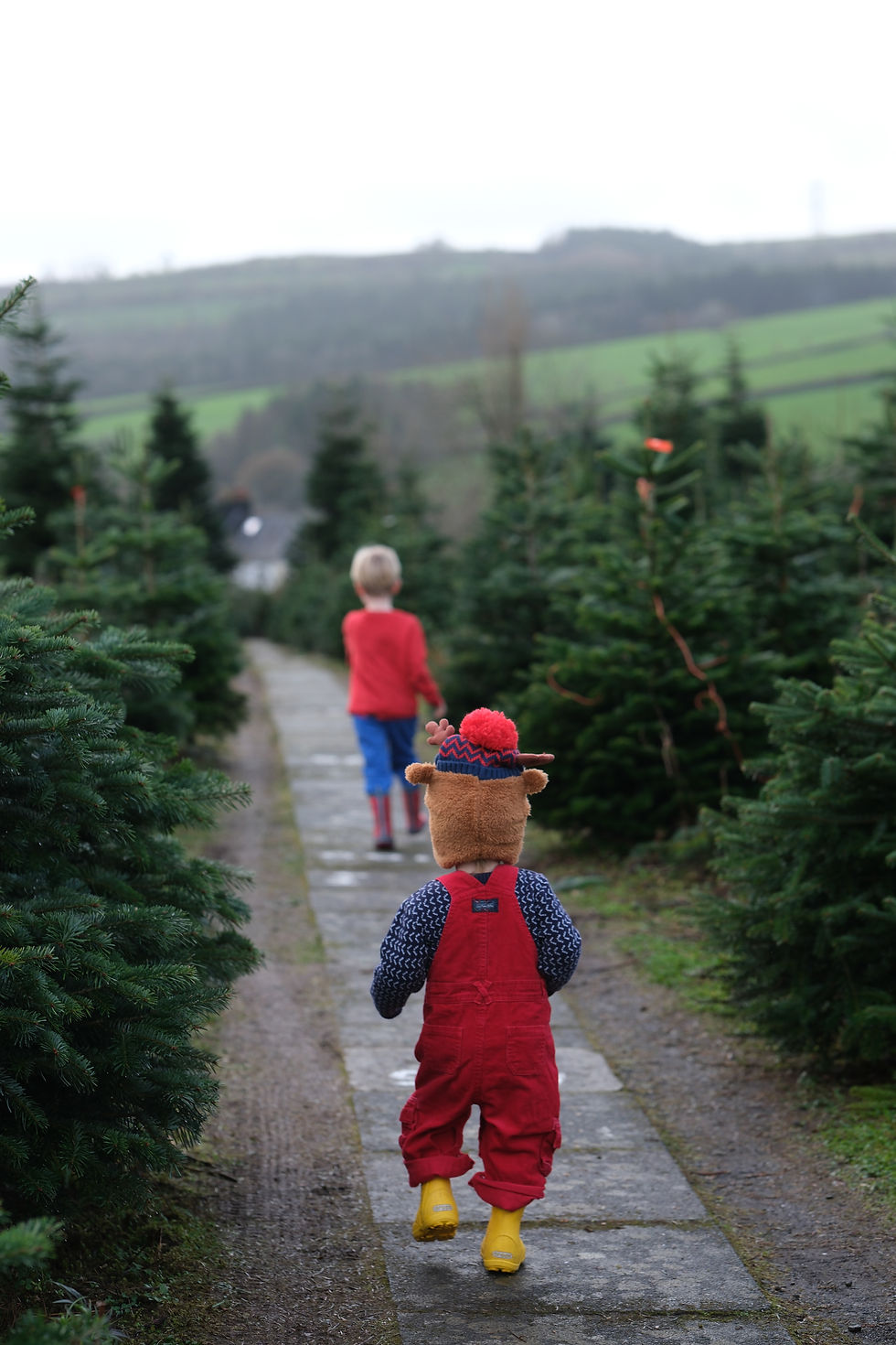 little boys at christmas tree farm