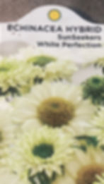 Echinacea