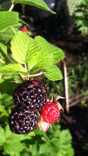 Plant a Fruit Smorgashboard