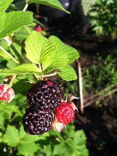 Plant a Fruit Smorgashboard