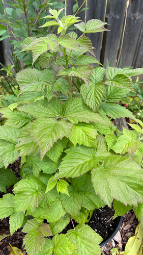 Welch Red Raspberry Heritage Red Raspberry | FabFour Nursery