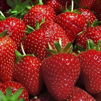 fragaria x ananassa Everbearing