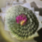 Money and Flowers