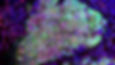 MS59-54050D4_Citrate_40X_Series013_edited.jpg