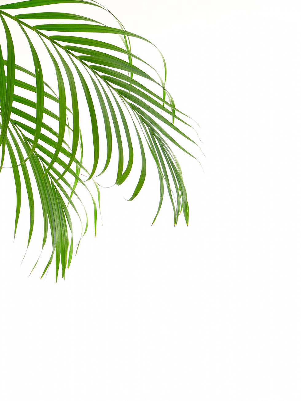 Green Tropical leaves palm tree on a white background with space for text Top view, flat l