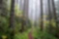 Pacific Northwest Forest Trail.jpg