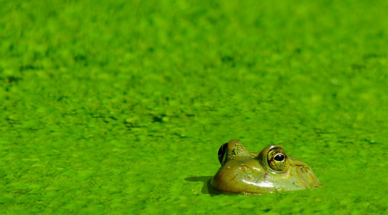 277515_e59044a4b3694f16ae8a19774799a14d~mv2.jpg_srz_784_435_85_22_0.50_1.20_0.00_jpg_srz