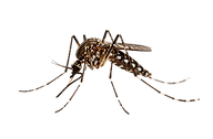 mosquito la cienga pest control