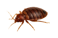 bed bug pest control santa fe
