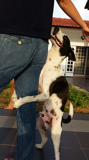 dog-rearing-up-while-holding-man-leg-yard.jpg