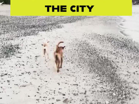 From Beach Dog to City Girl: How Understanding Greenie Changed Everything