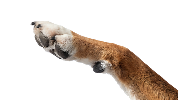 paw.png