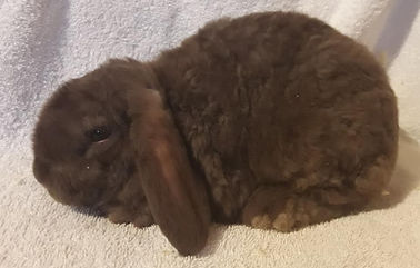 50801699_2609699855769322_69149948680874