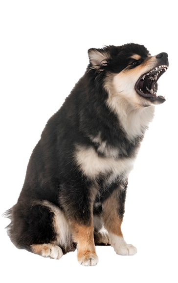 dog bark.png