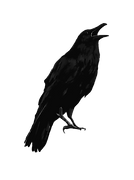 raven1png_edited_edited.png