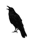 raven1png_edited.png